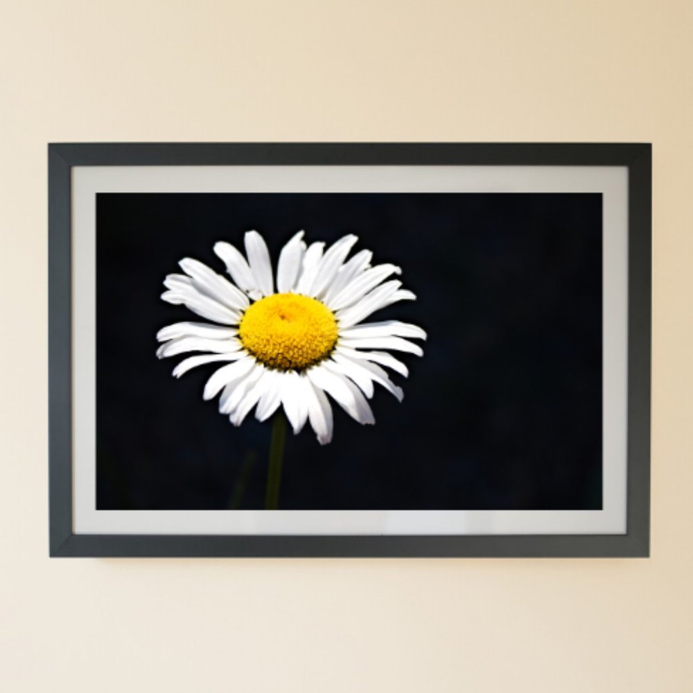 Modern Dailsy flower photo artwork wall art 8x10